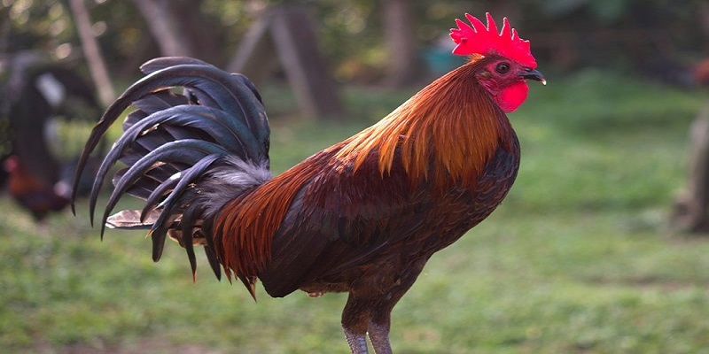 Người chơi cần hiểu đúng về quy luật ngũ hành để lựa chọn chiến kê